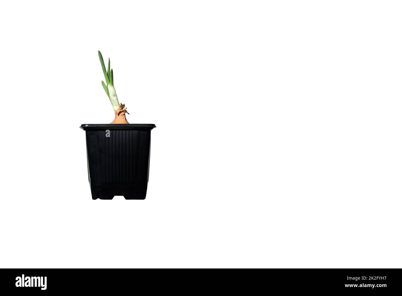 Young plant of onion growing in pot on white background. Growing green