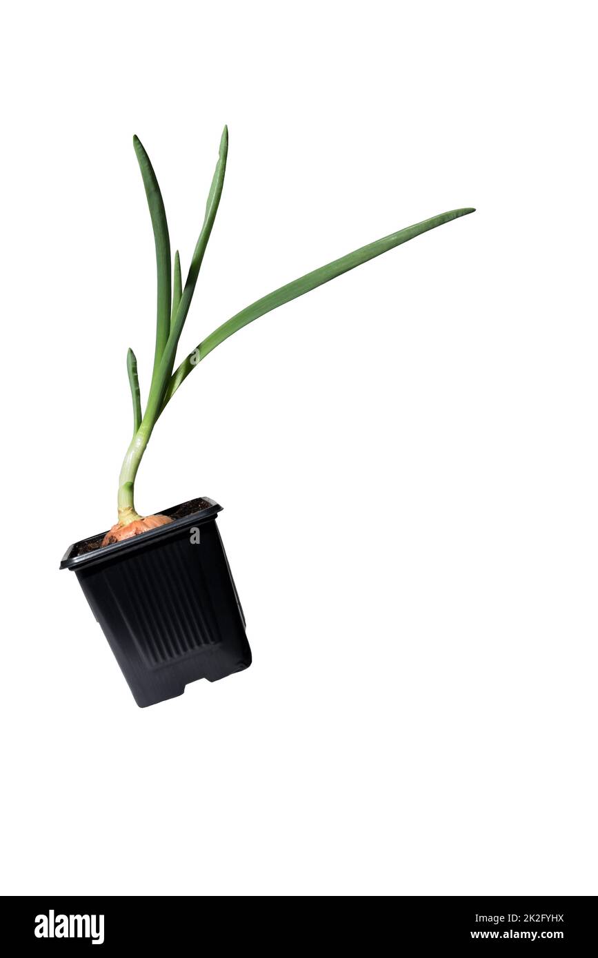 Young plant of onion growing in pot on white background. Onion bulb