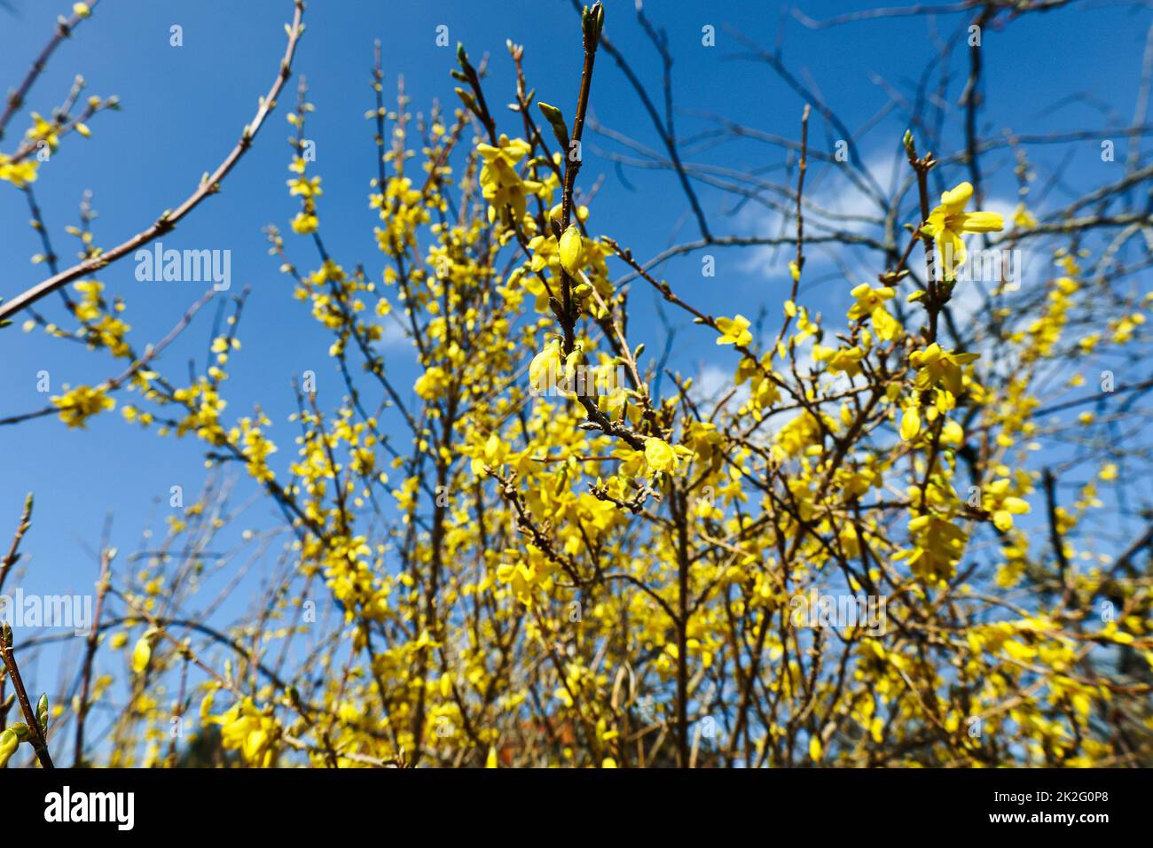 flowering forsythia in spring Stock Photo