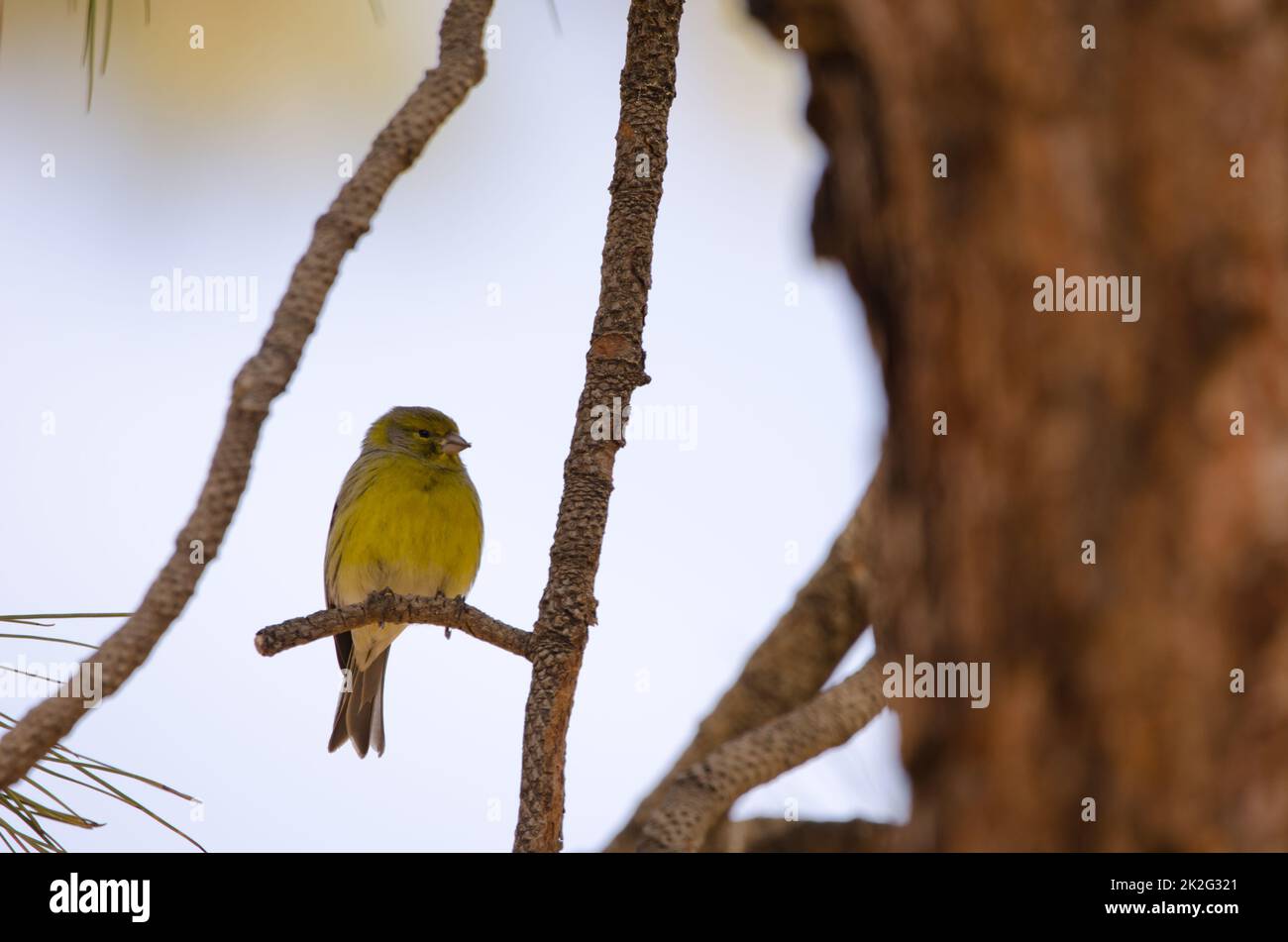 Atlantic canary Serinus canaria. Stock Photo