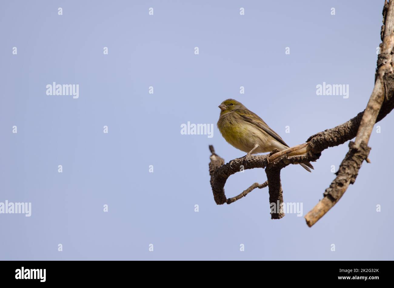 Atlantic canary Serinus canaria. Stock Photo
