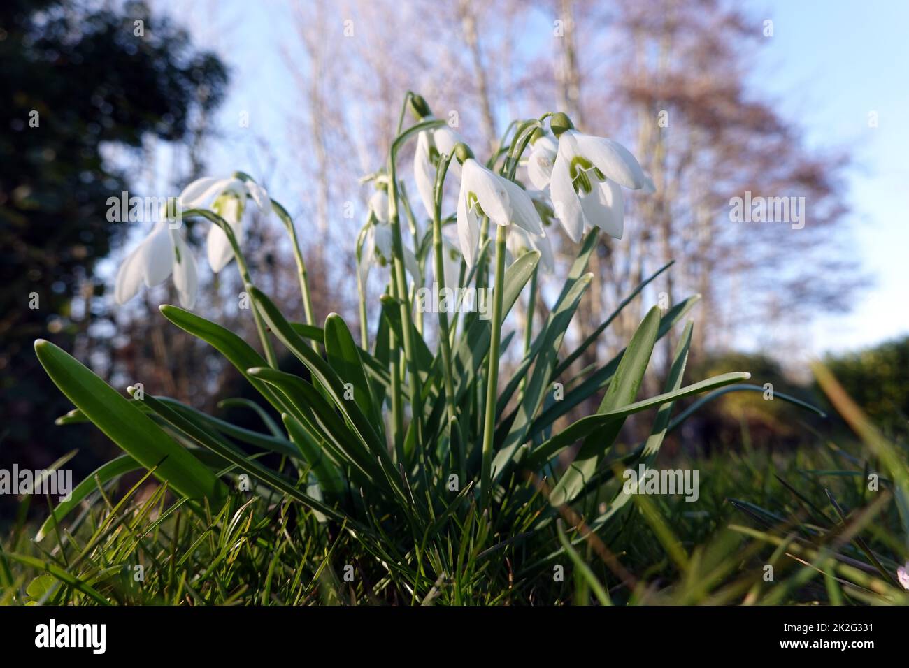 Schneeglöckchen (Galanthus spec.), blühende Pflanze Stock Photo