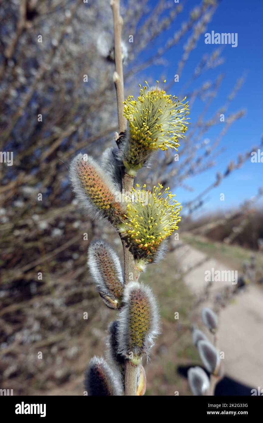 WeidenkÃ¤tzchen der Salweide (Salix caprea) Stock Photo