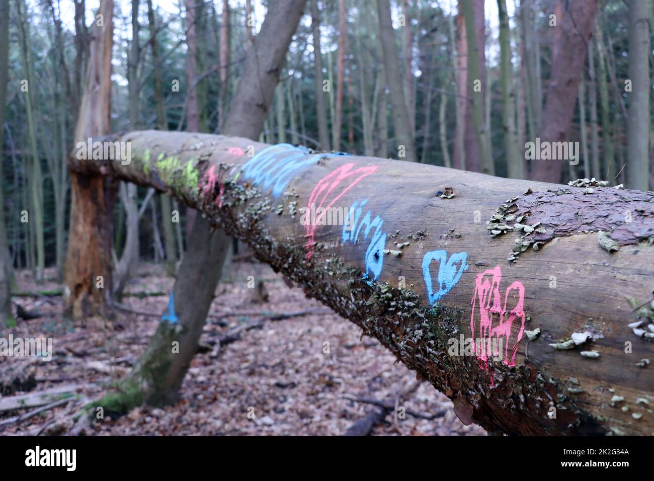 Windbruch - gebrochener Stamm einer Kiefer ist mit Farbe bemalt Stock Photo