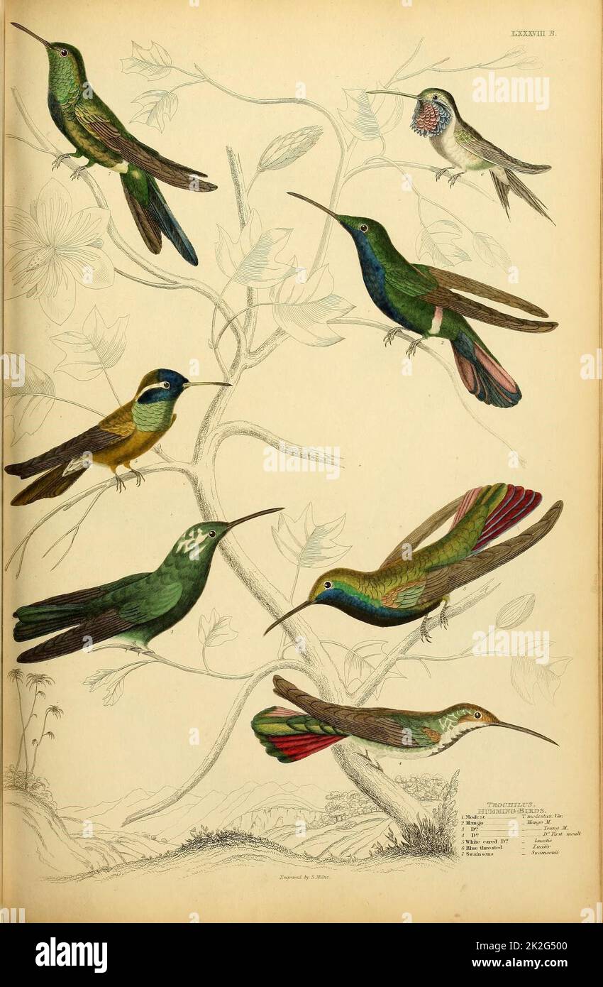 Edinburgh journal of natural history and of the physical sciences. Edinburgh [etc.] :Published for the proprietor [etc.],1835-1840.  https://biodiversitylibrary.org/page/33665367 Stock Photo