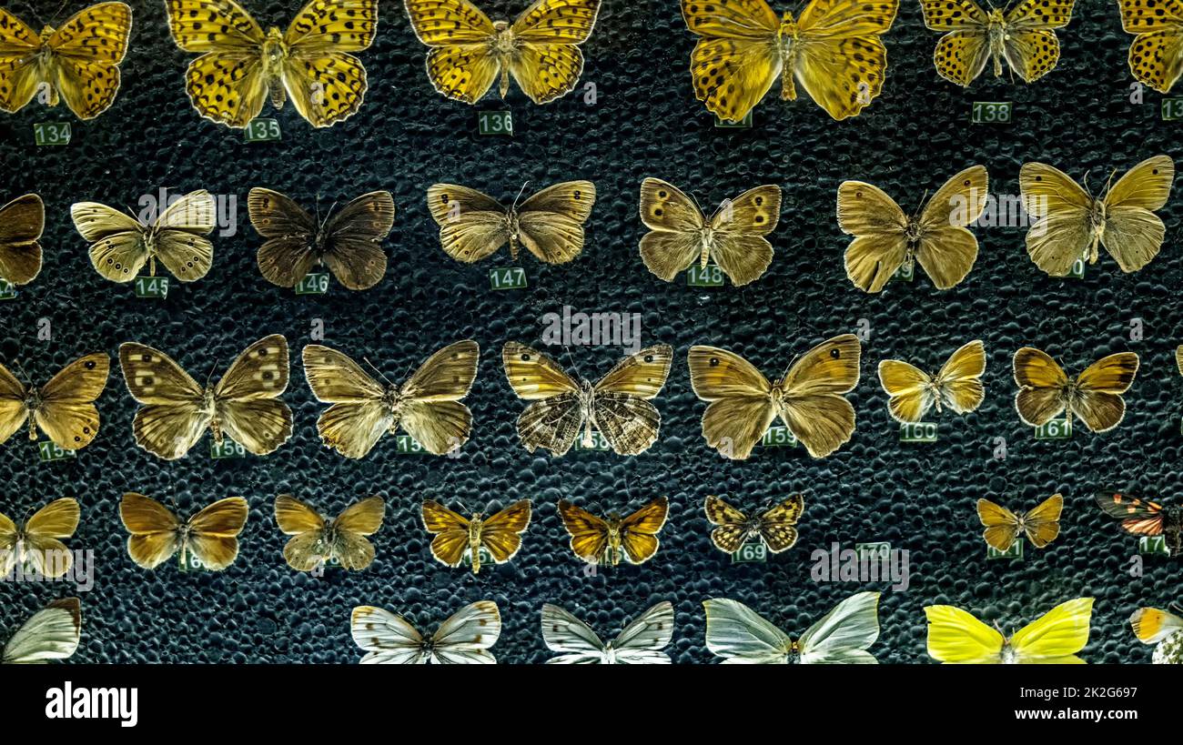 butterflies behind glass. large collection of dried butterflies Stock