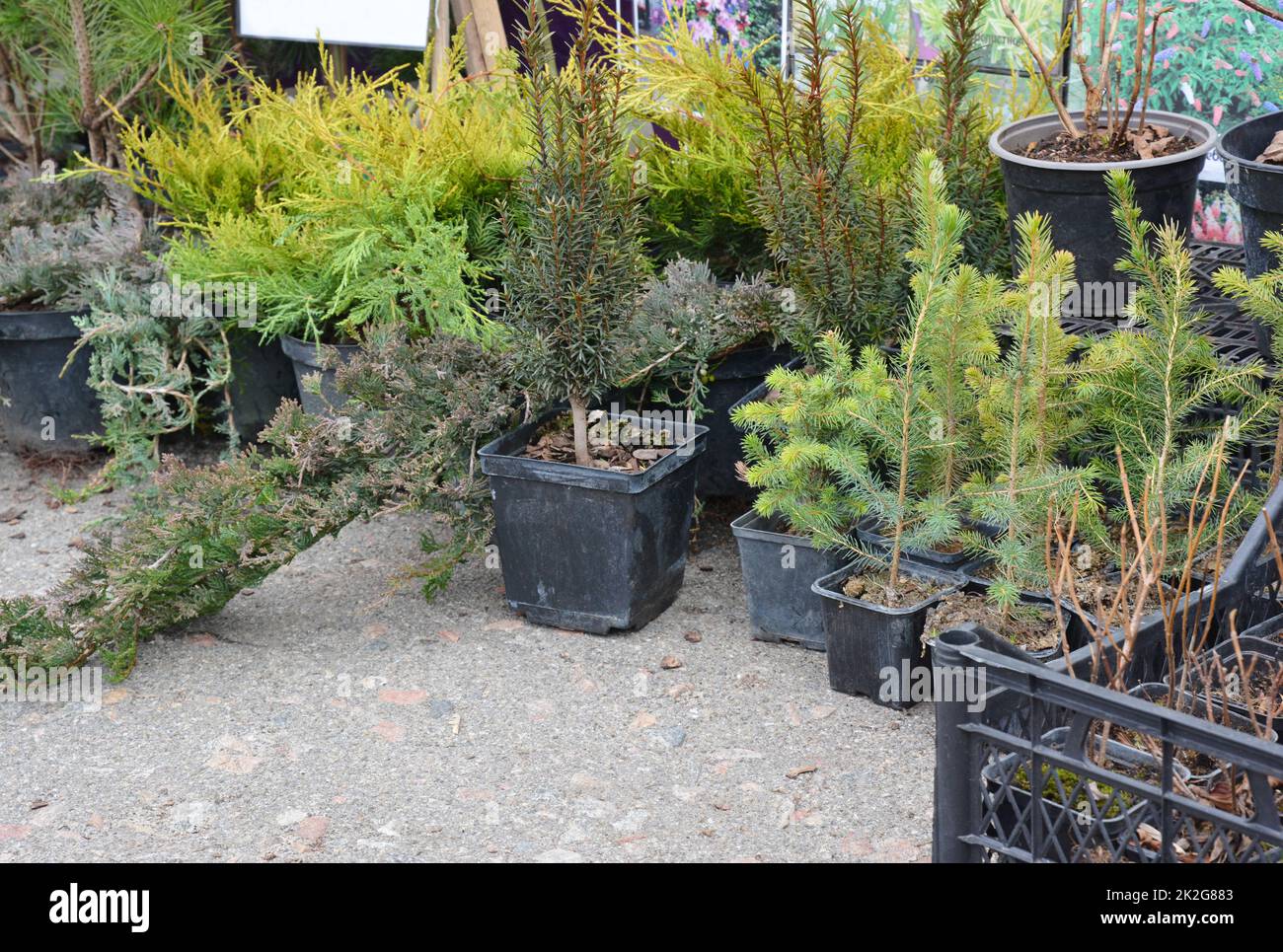 Evergreen bushes and trees with burlap root balls for sale in street market Stock Photo