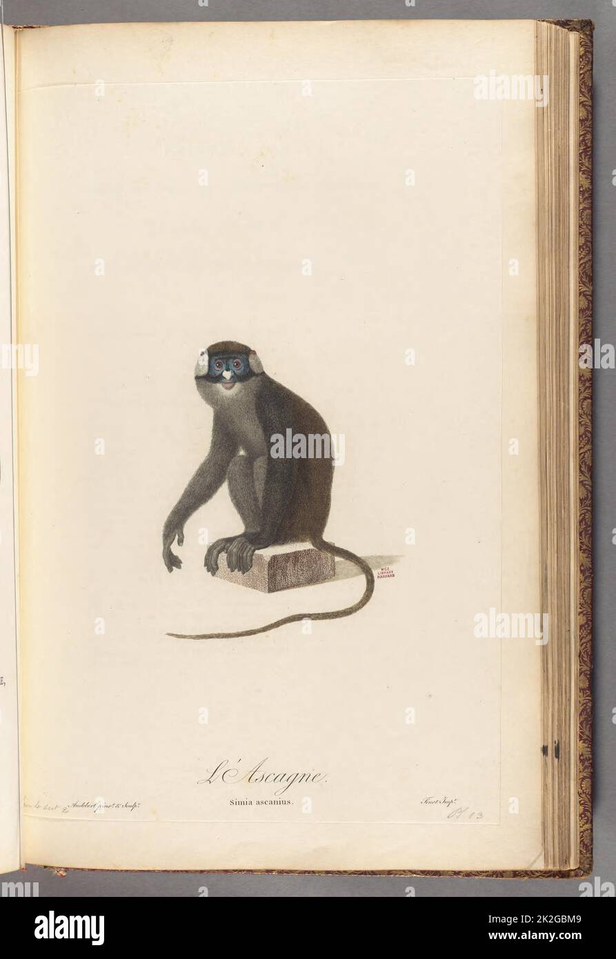 Histoire naturelle des singes et des makis Paris,L'an VII (1797).  https://biodiversitylibrary.org/page/58948805 Stock Photo