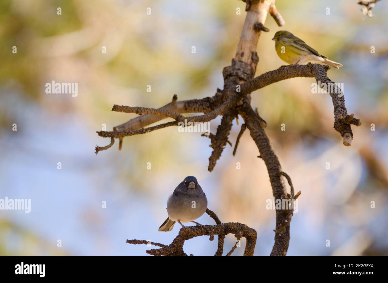 Tenerife blue chaffinch and Atlantic canary. Stock Photo