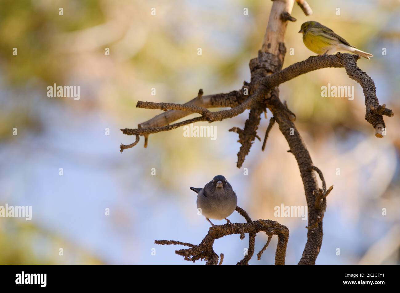 Tenerife blue chaffinch and Atlantic canary. Stock Photo