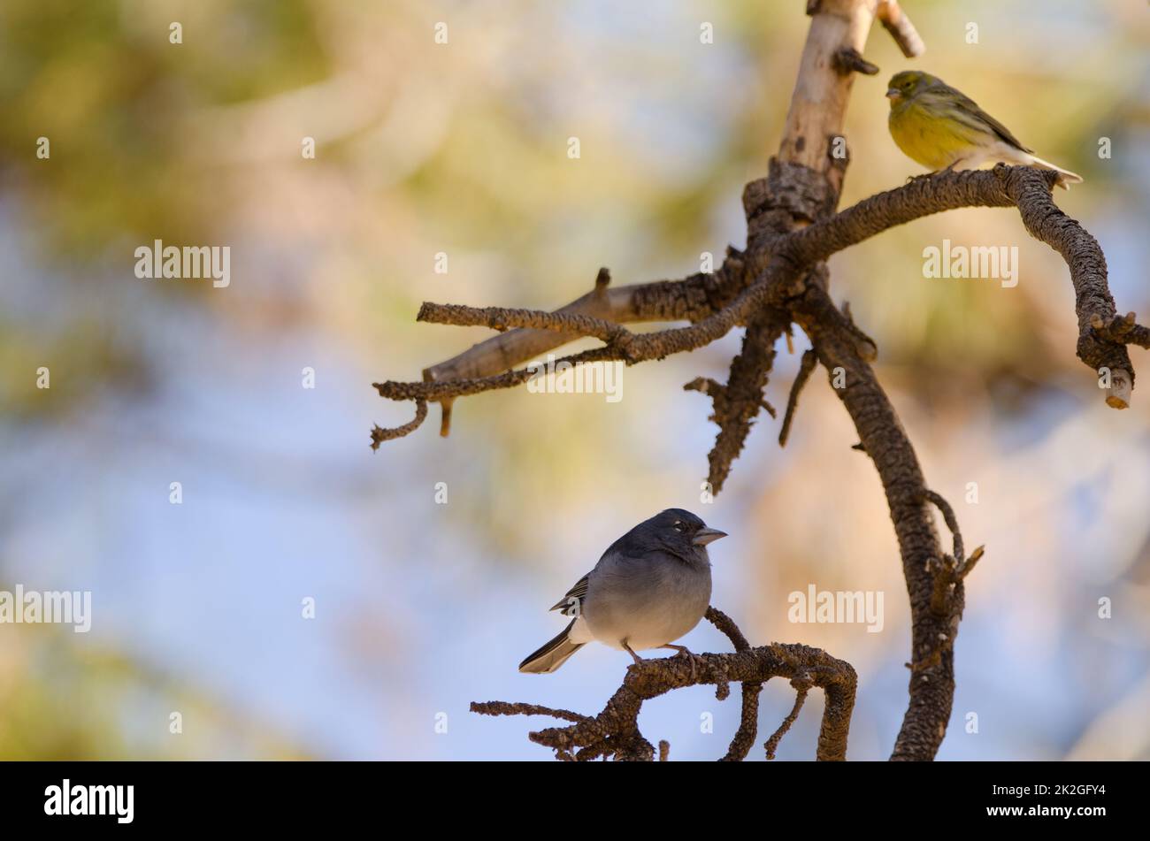 Tenerife blue chaffinch and Atlantic canary. Stock Photo