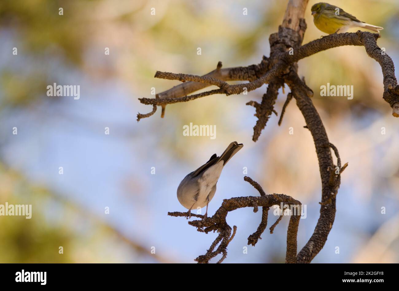 Tenerife blue chaffinch and Atlantic canary. Stock Photo