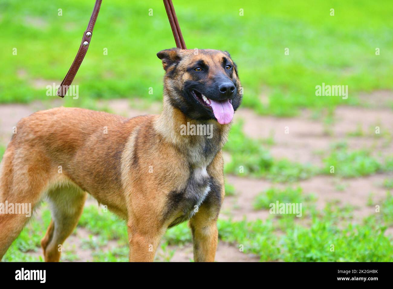 Dog Breed Belgian Shepherd Malinois (shorthair) Stock Photo