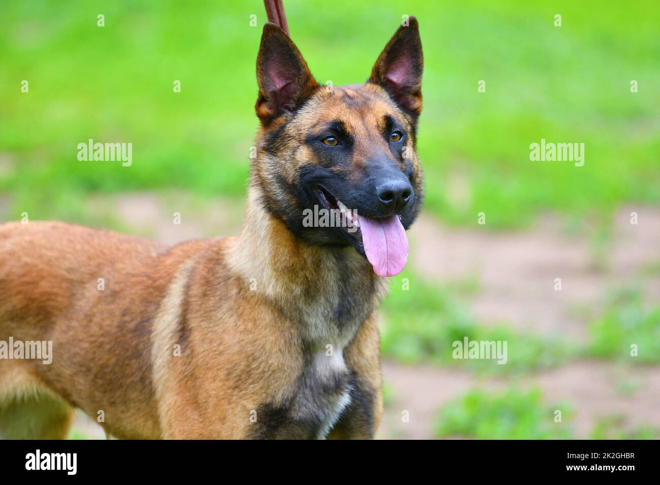 Dog Breed Belgian Shepherd Malinois (shorthair) Stock Photo