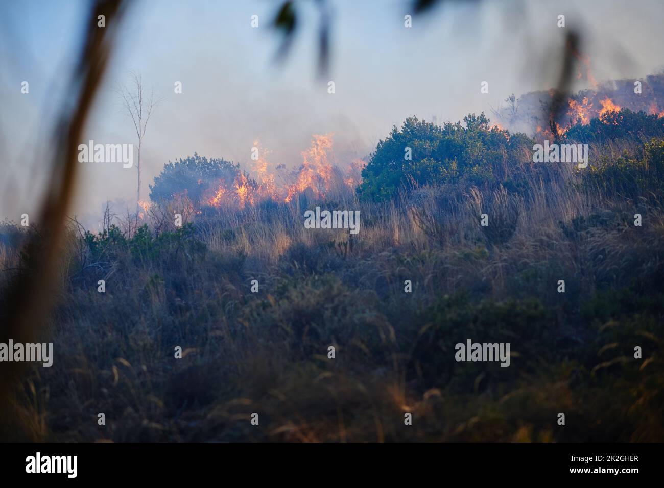 Wildfire destruction. Shot of a wild fire burning. Stock Photo
