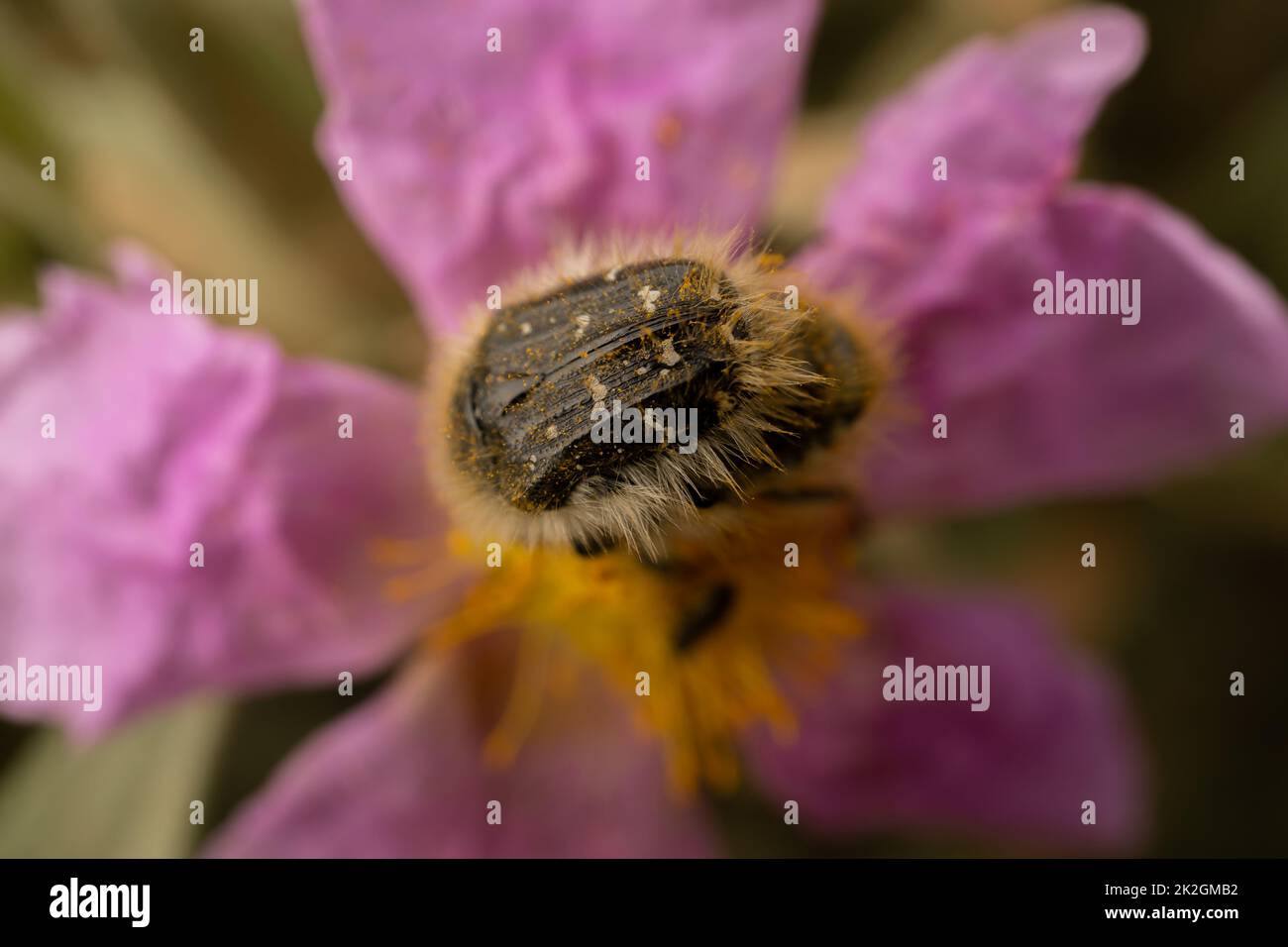 hairy beetle feeding on a flower Stock Photo