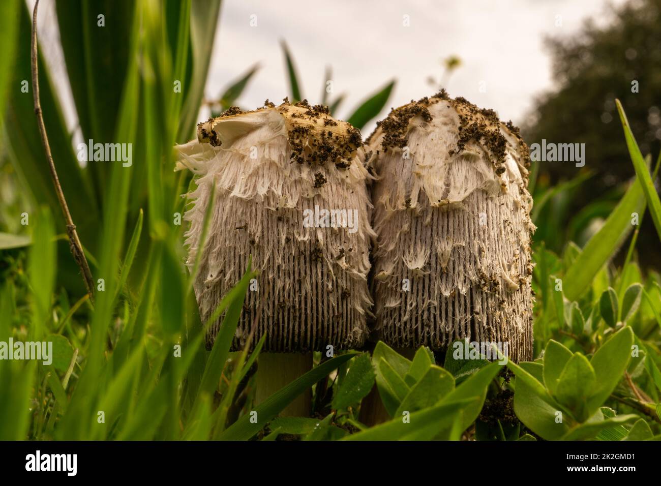 closeup of coprinus comatus mushroom Stock Photo