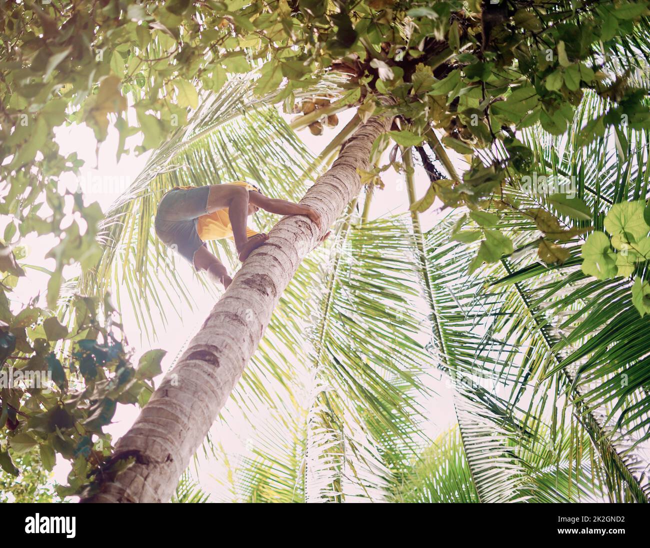 The tastiest ones are up there at the top. Low angle shot of a young man climbing up a coconut palm tree in Raja Ampat, Indonesia. Stock Photo