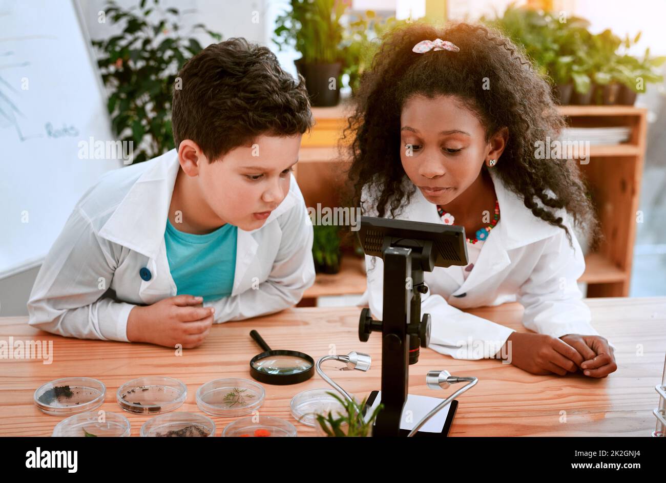 Class plants hi-res stock photography and images - Alamy