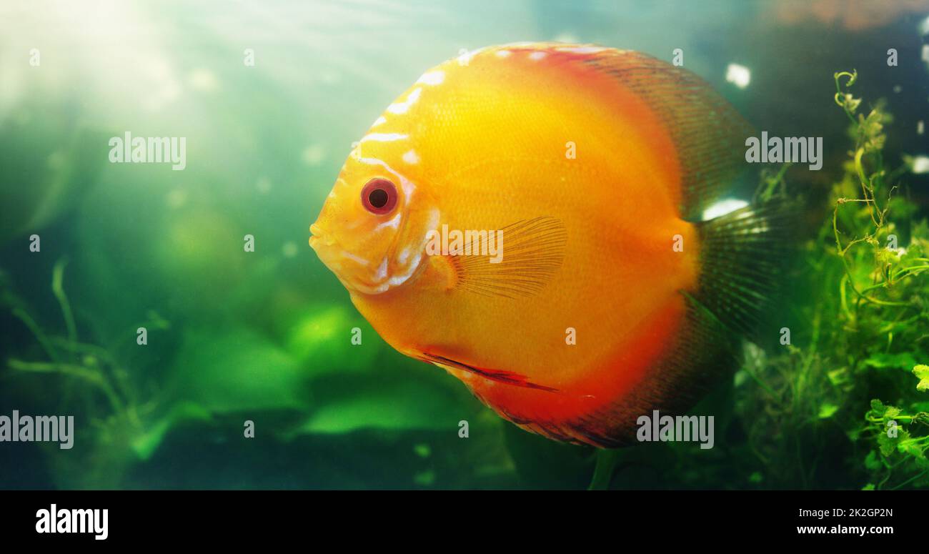 Bright coloured fish are a great addition to any aquarium. Shot of a red discus in a freshwater fish tank. Stock Photo