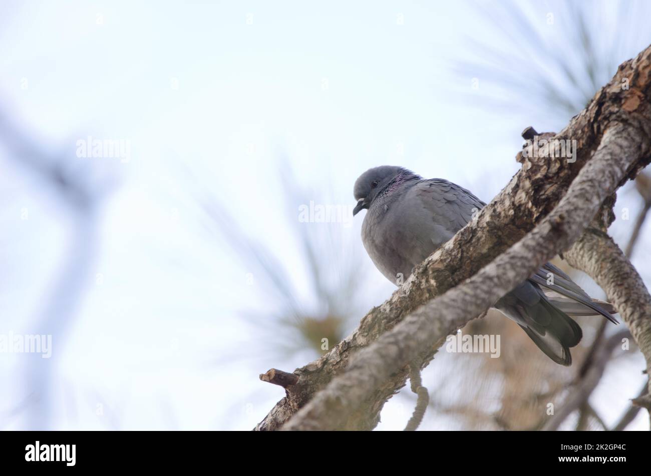 Hybrid between rock dove and Eurasian collared dove Stock Photo Alamy