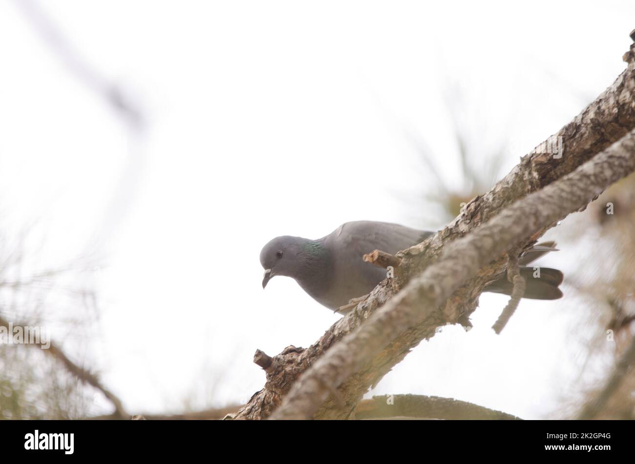 Hybrid between rock dove and Eurasian collared dove Stock Photo Alamy
