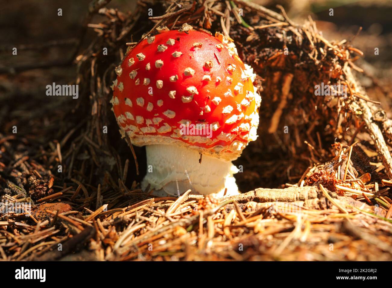 Small red fly agaric mushroom Amanita muscaria growing in forest on dry fir lit by sun. Stock Photo