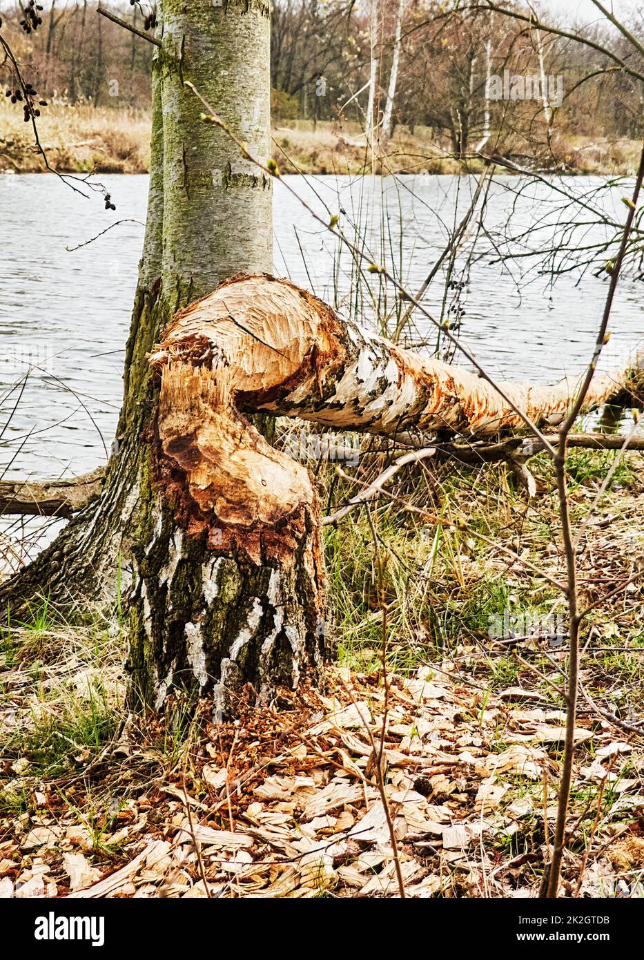 Birch tree felled by beaver with the traces of the rodent's teeth lies on the edge of a water body in Germany Stock Photo