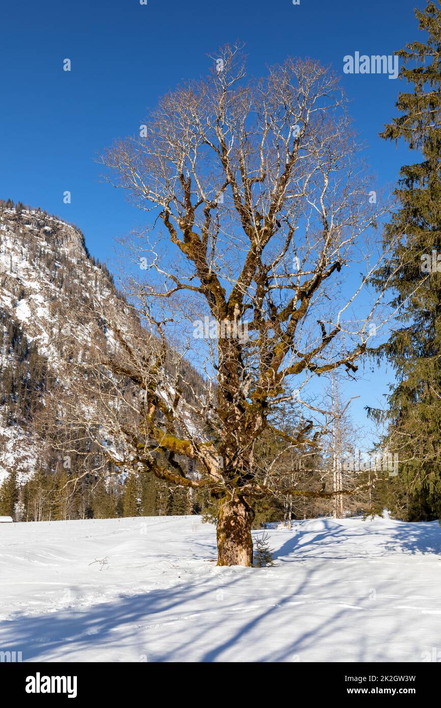 Old mossy Tree at lake Loedensee near Ruhpolding, Bavaria, Germany in winter Stock Photo