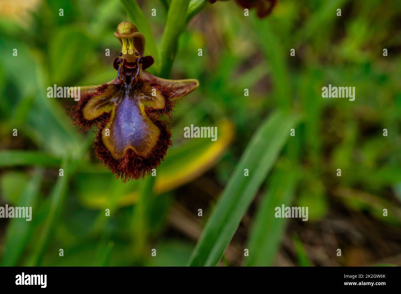 close-up of wild orchid Ophrys speculum Stock Photo