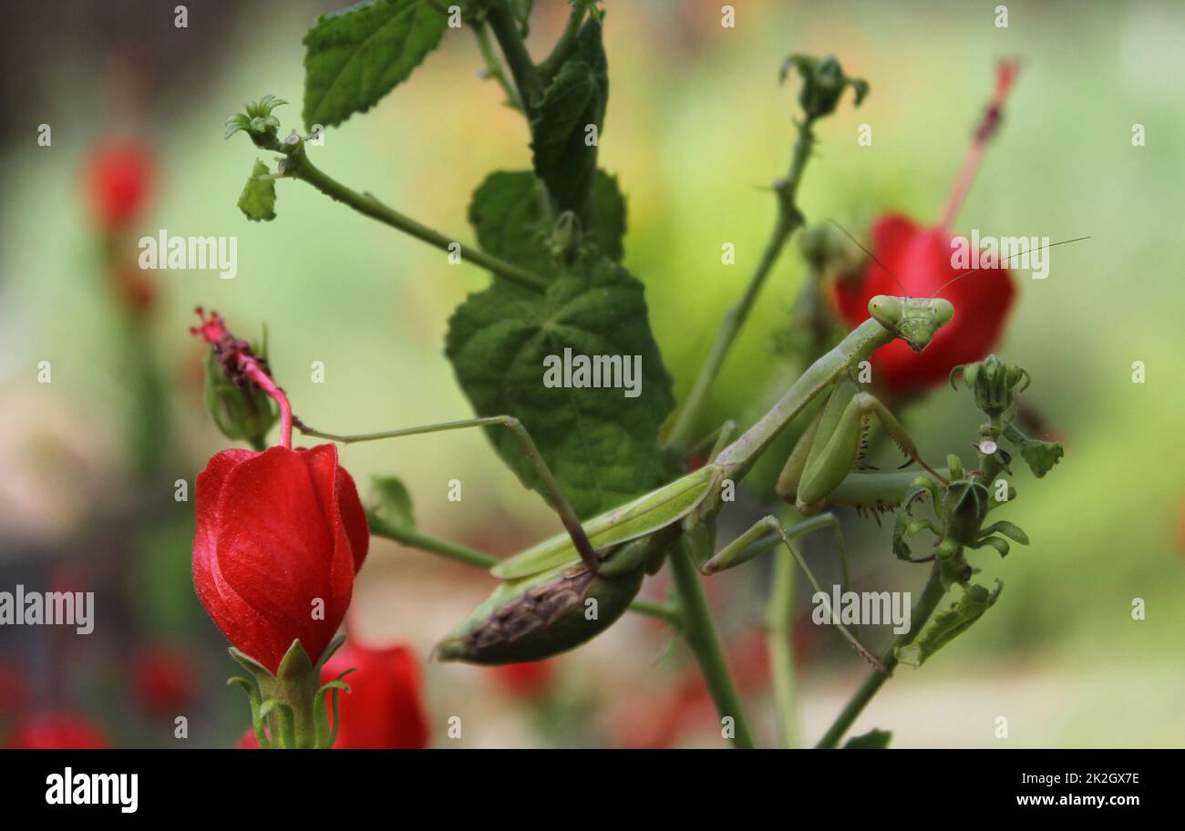 Praying Mantis on Red Hummingbird Bush Waiting for prey Stock Photo Alamy