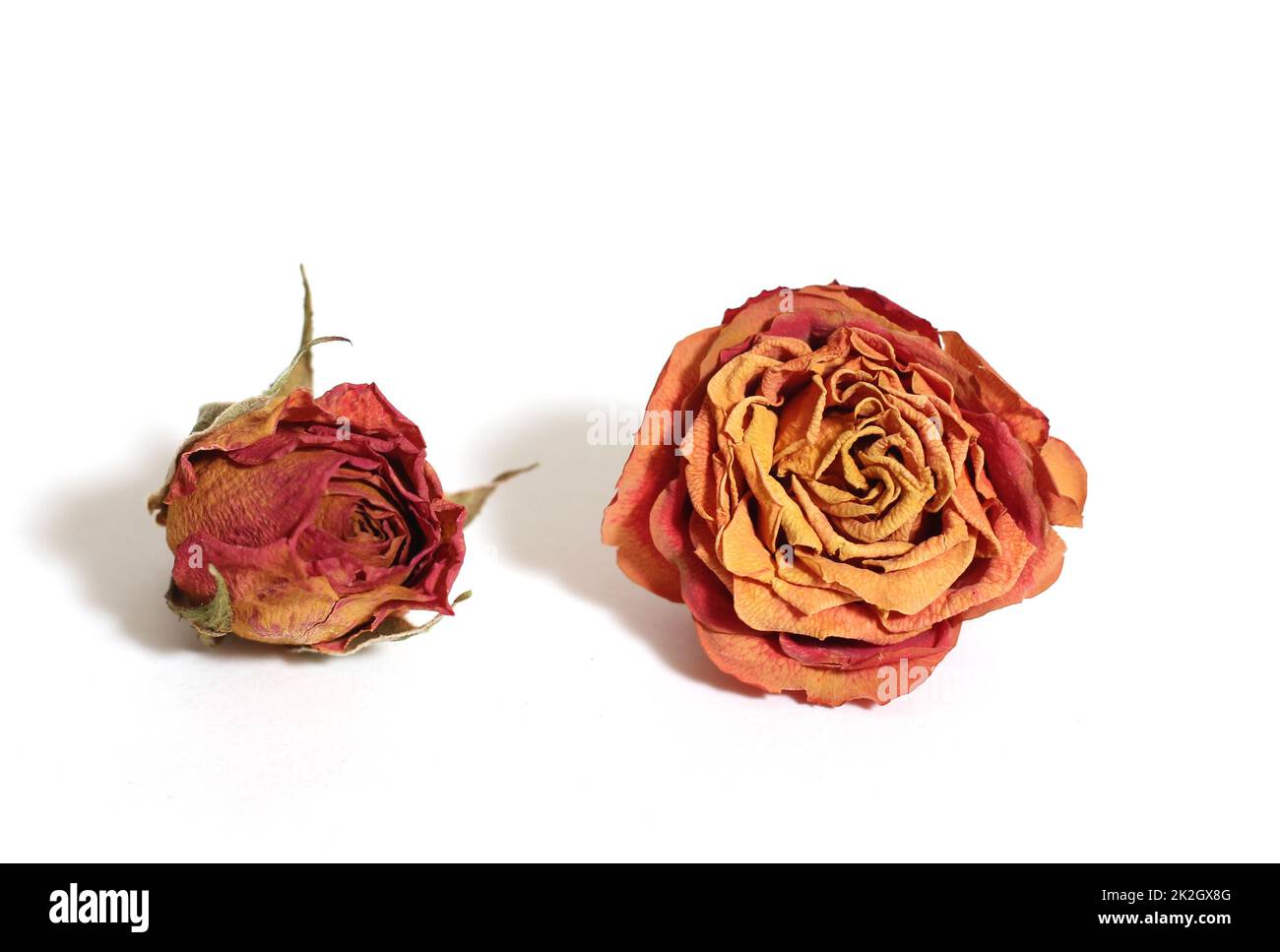 Two Dried Pink Roses Isolated on White Background Stock Photo Alamy