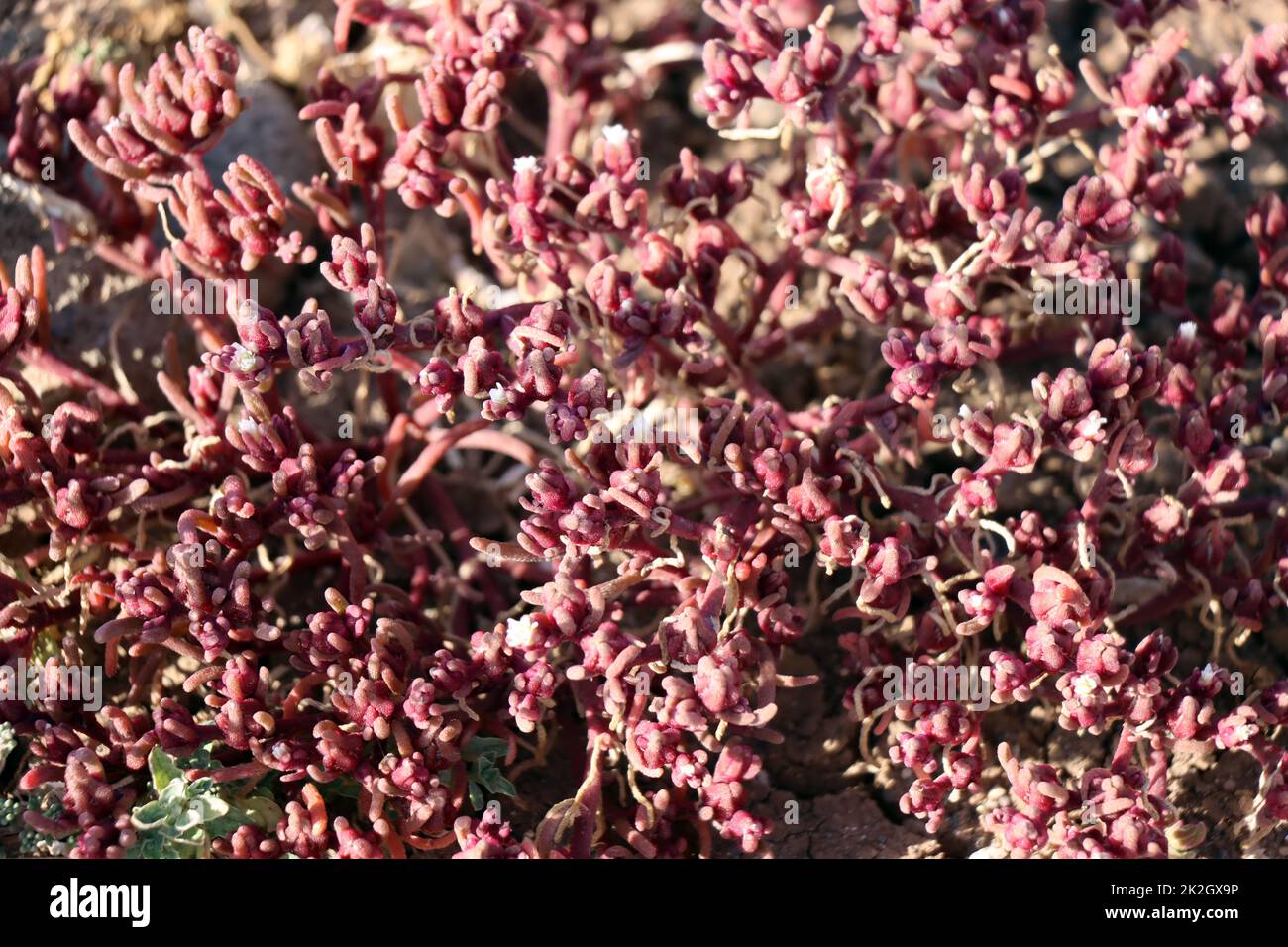 Salzpflanze Mesembryanthemum nodiflorum Stock Photo