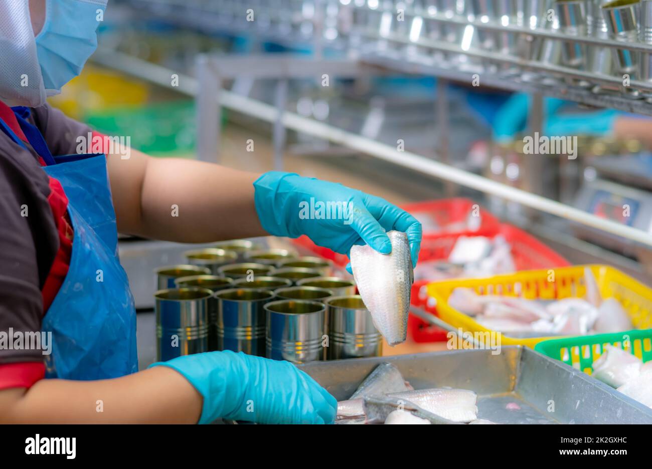 Worker working in canned food factory. Food industry. Canned fish factory. Worker's hand holding sardine to fill in a can. Worker in food processing production line. Food manufacturing industry. Stock Photo