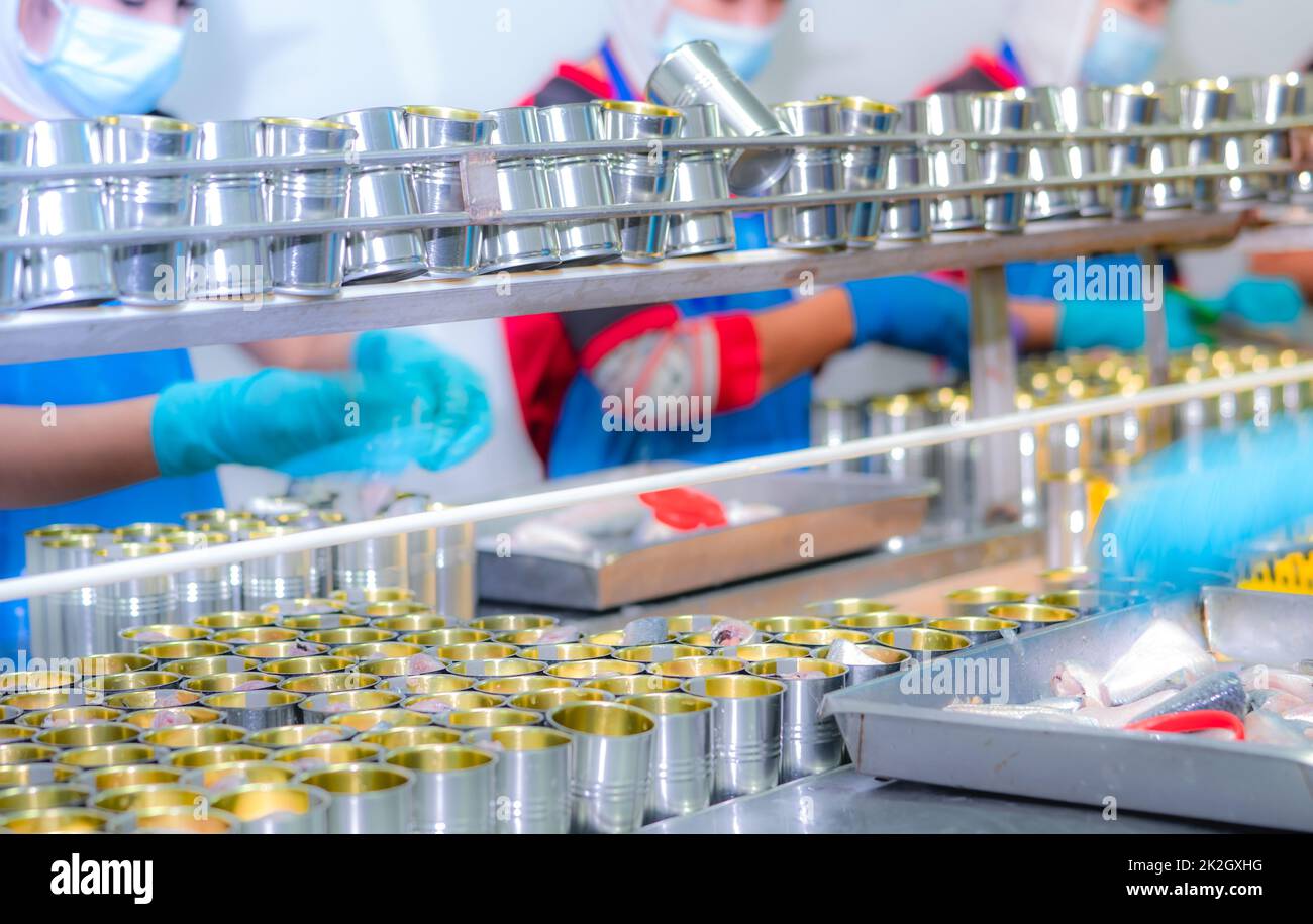 Canned fish factory. Food industry. Workers working in canned food factories to fill sardines in tinned cans. Food processing production line. Food manufacturing industry. Many can on a conveyor belt. Stock Photo