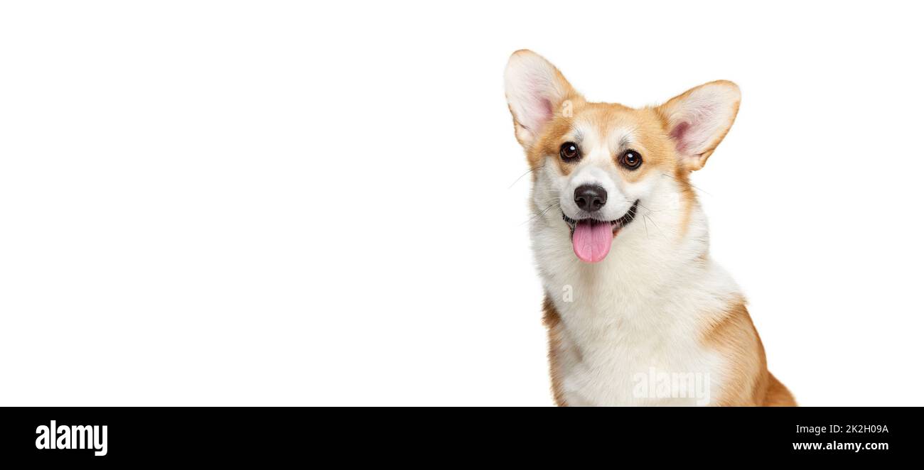 Cute Welsh corgi doggy posing isolated on white studio background ...