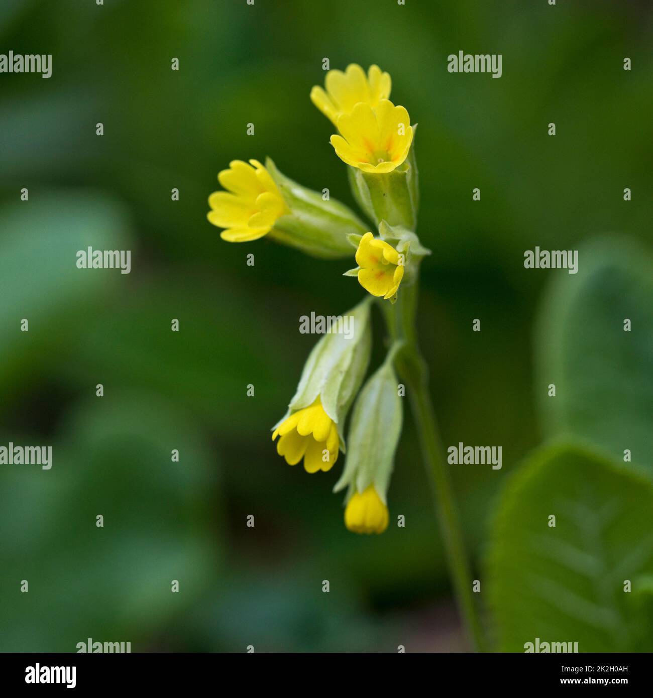 Cowslip Primula veris flowers in spring in an English garden, United Kingdom Stock Photo