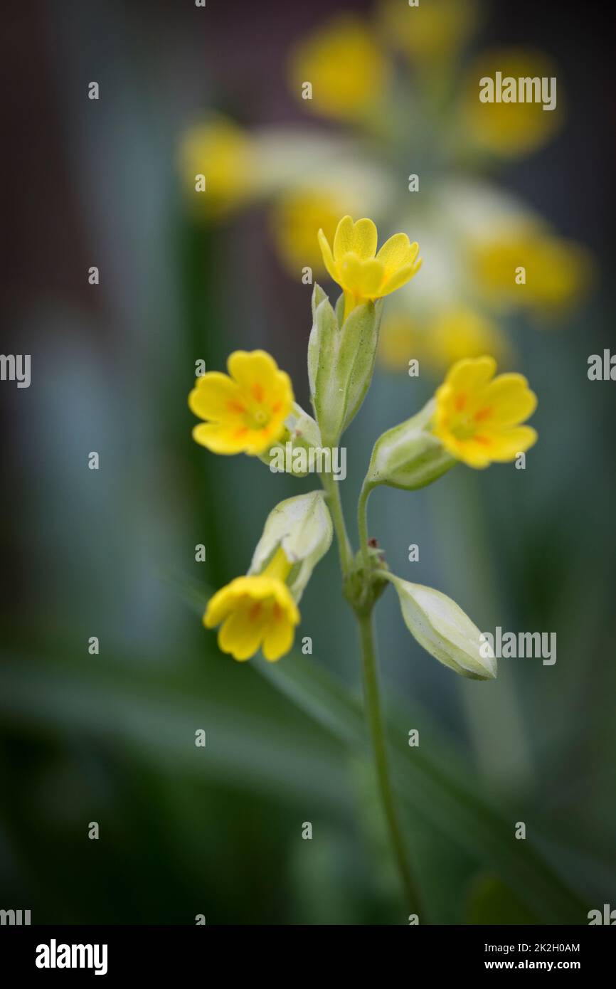 Cowslip Primula veris flowers in spring in an English garden, United Kingdom Stock Photo