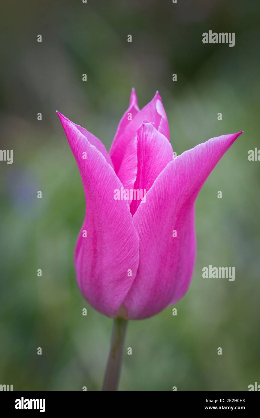 Pink tulip petals in a garden in springtime, England, United Kingdom Stock Photo