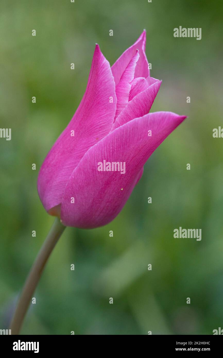 Pink tulip petals in a garden in springtime, England, United Kingdom Stock Photo