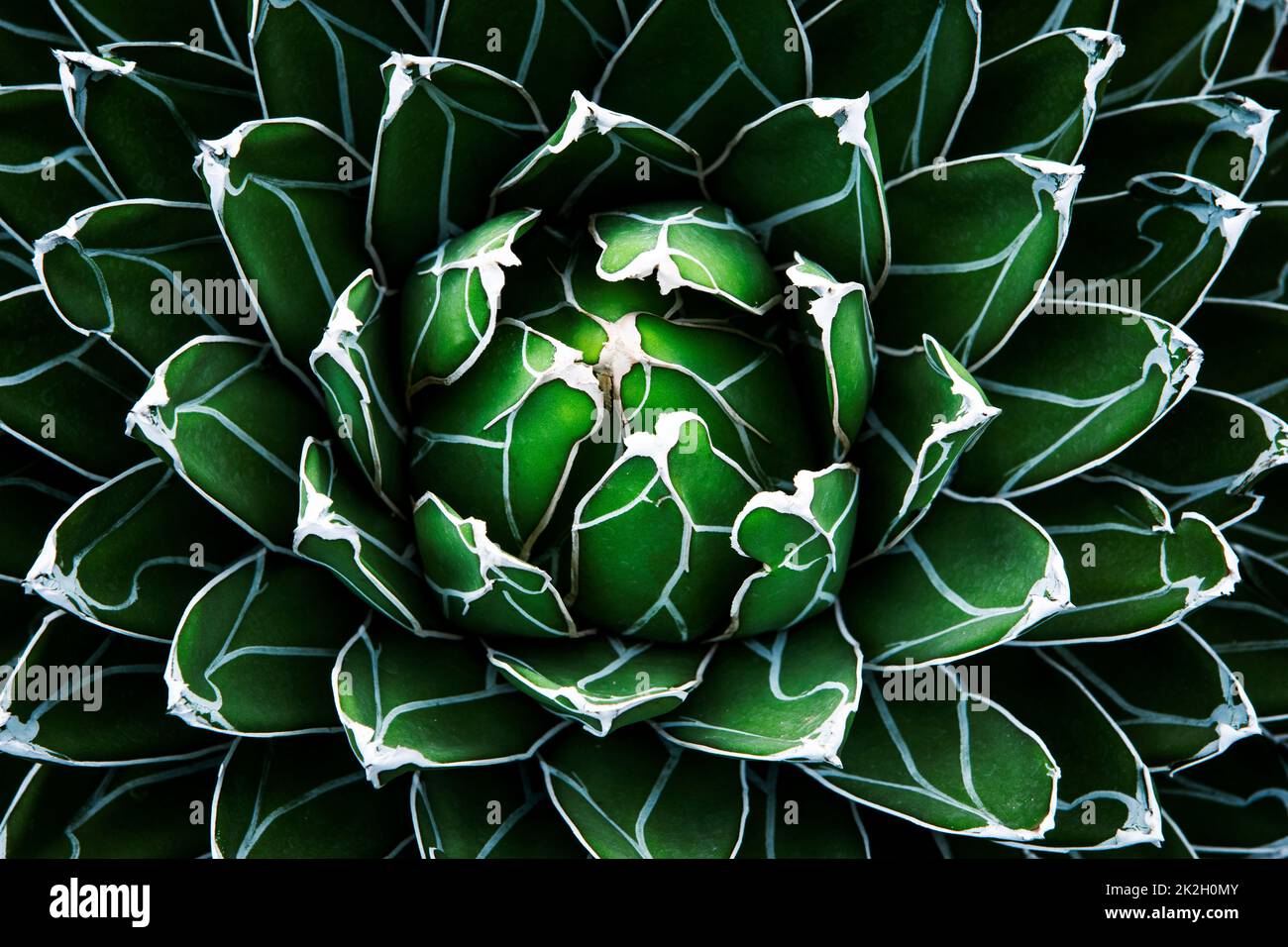 beautiful abstract top view of agave plant Stock Photo