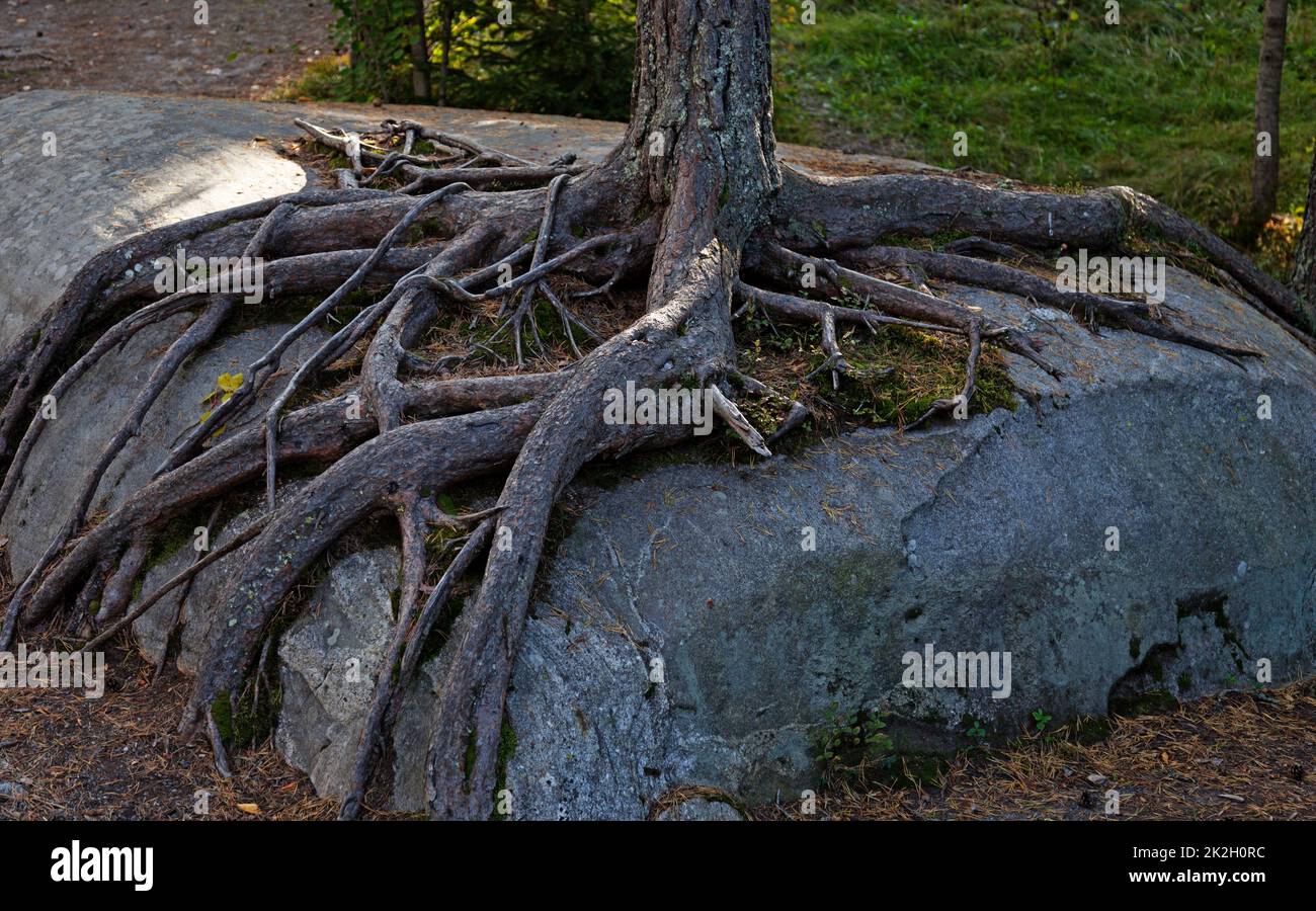 tree that has grown over a rock with its roots clinging to it Stock ...