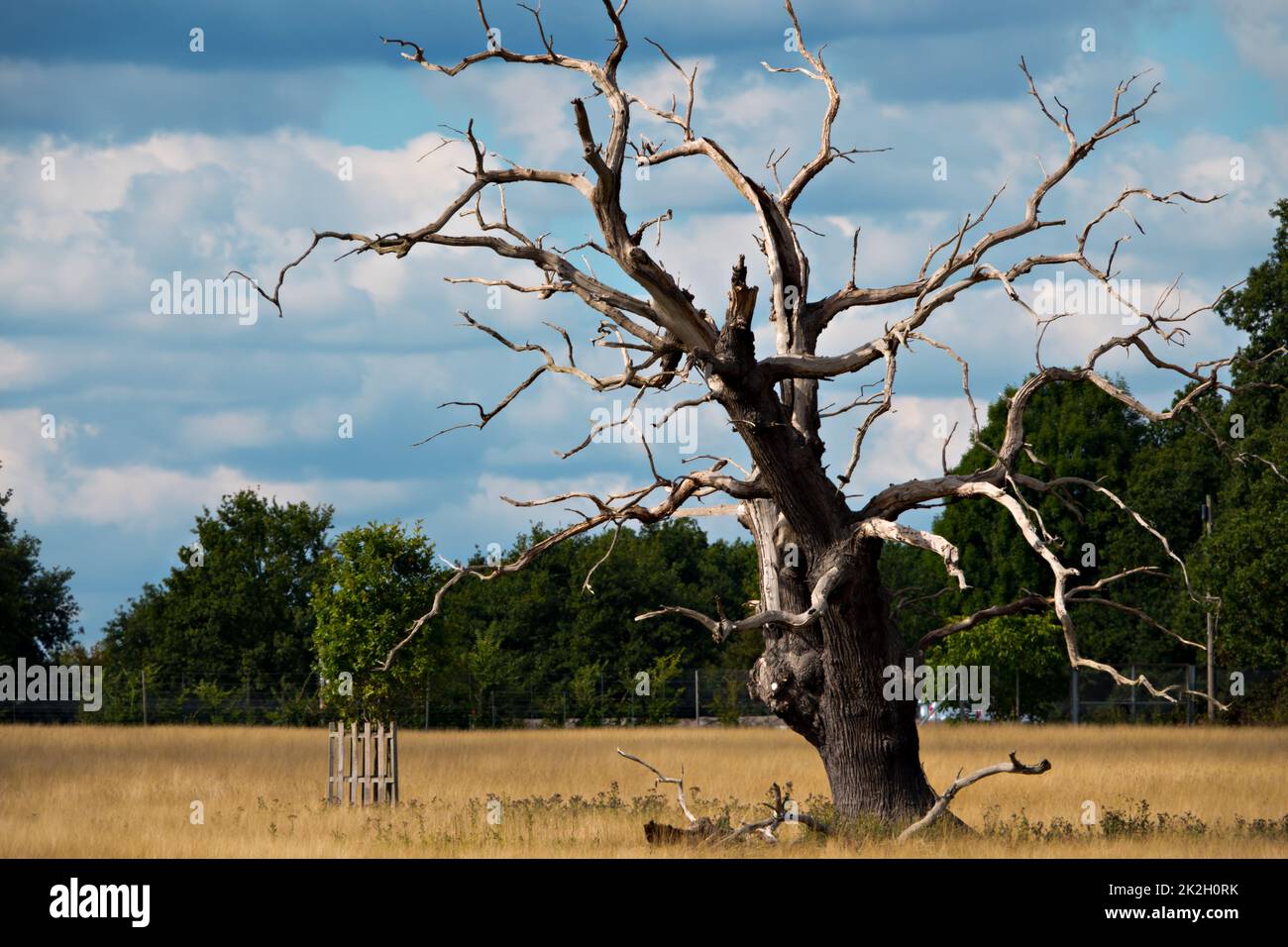 Single dead old oak tree in a field Stock Photo