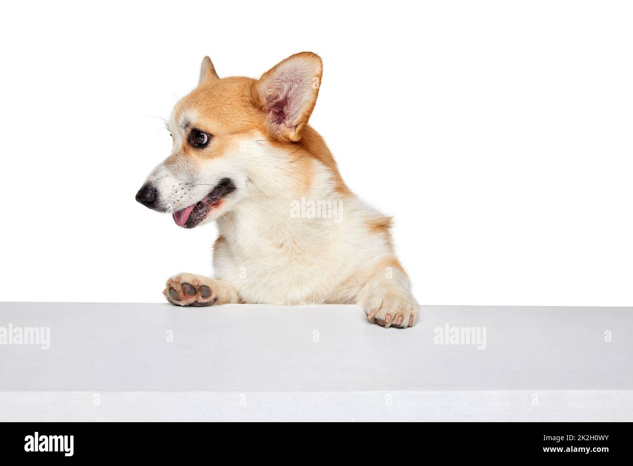 Cute Welsh corgi doggy posing isolated on white studio background ...