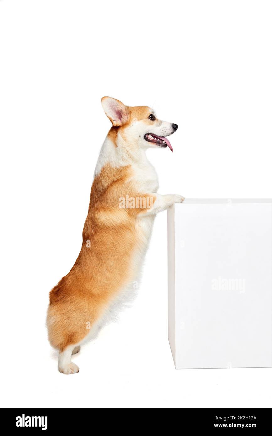 Cute Welsh corgi doggy posing isolated on white studio background ...
