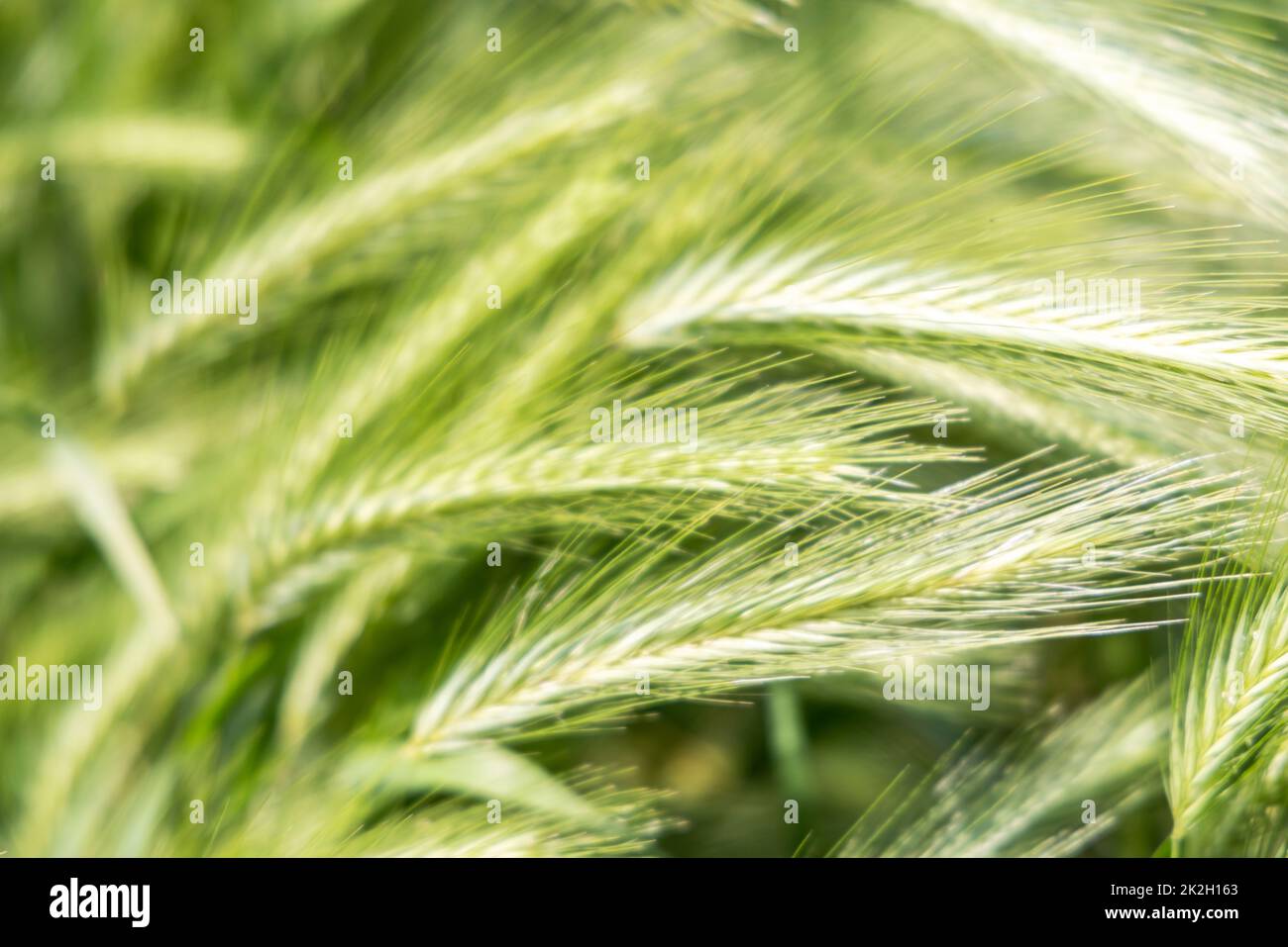 Wheat field. A close up of an ear of rye. Food crisis and hunger during the war Stock Photo