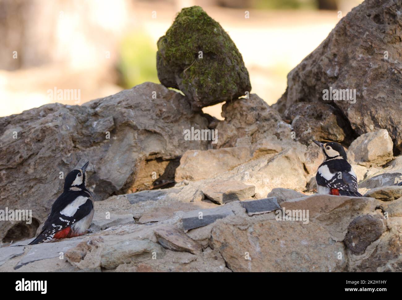 Great spotted woodpeckers. Stock Photo