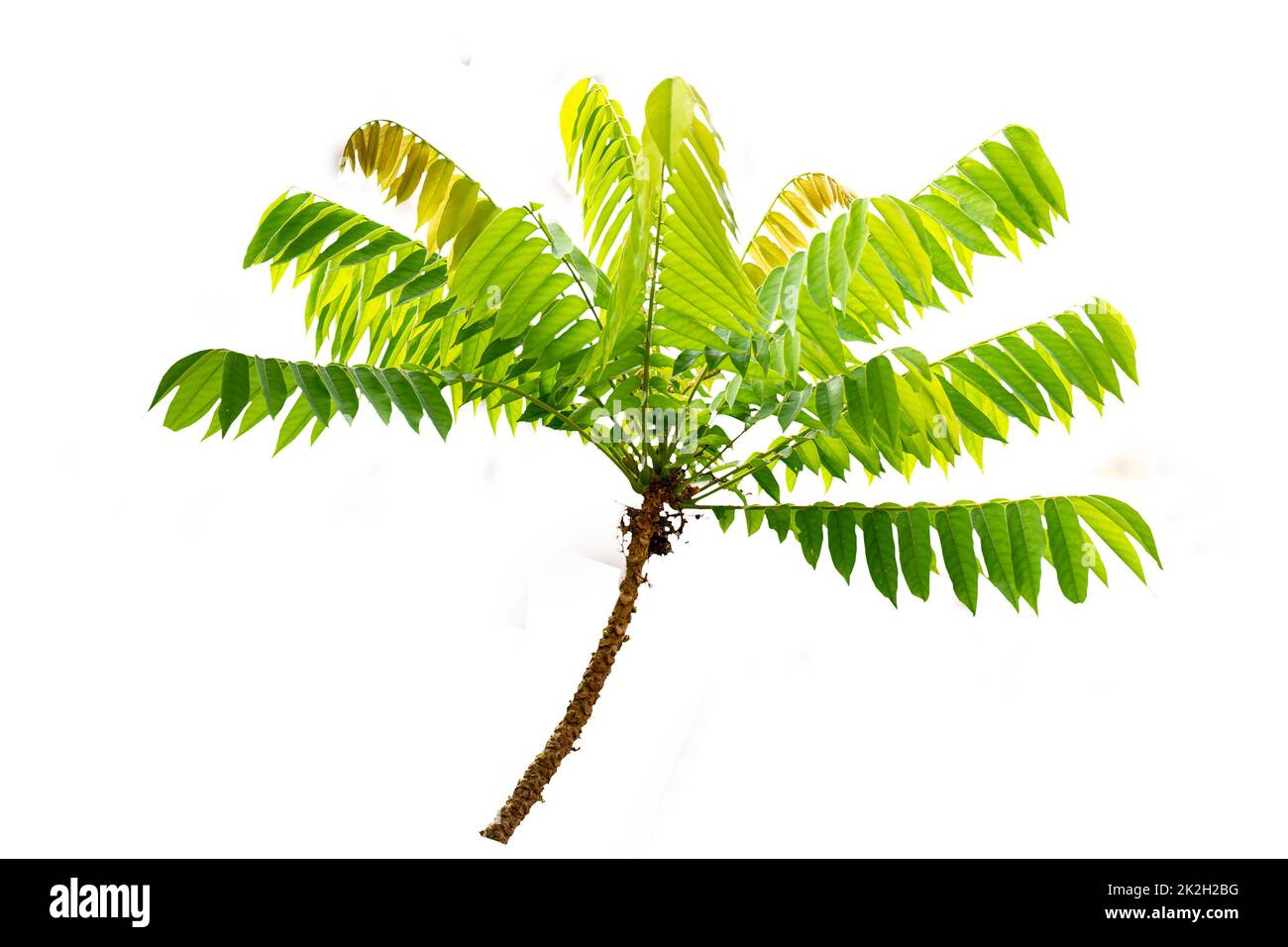 Averrhoa bilimbi tree branch complete with fresh green leaf stalks and shoots, isolated on a white background Stock Photo