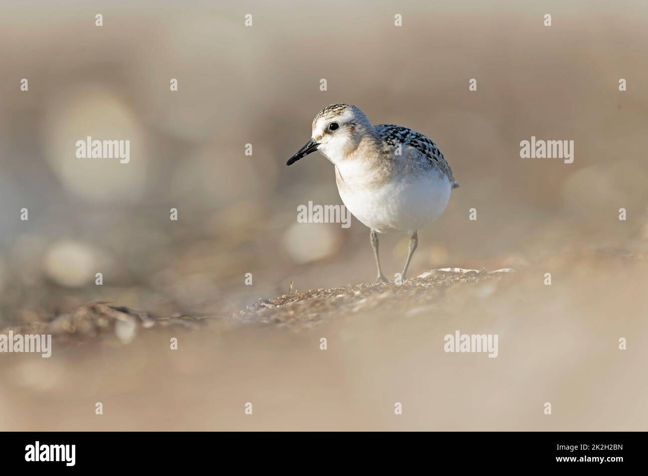 A sanderling (Calidris alba) foraging during fall migration on the beach. Stock Photo