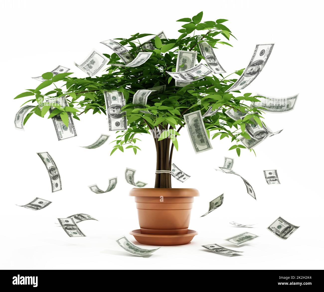 Money tree in the pot Stock Photo Alamy